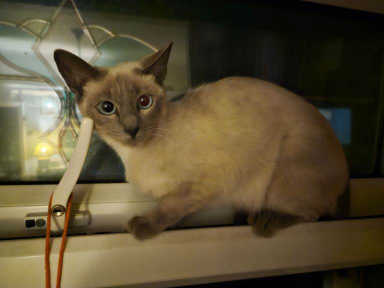 Ragamese Cat