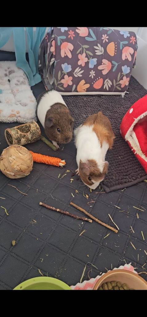 2 baby sows with cage & accessories 