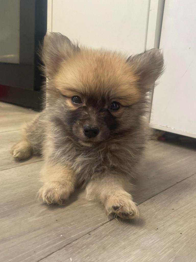 1 puppy left male fox faced pom 