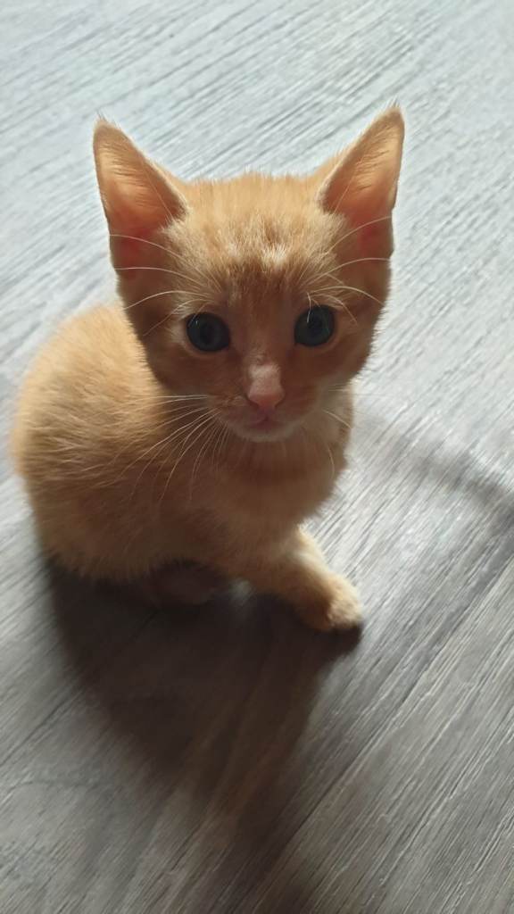 Ginger male kittens (RESERVED)