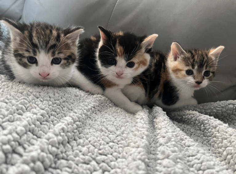 3 LOVLE KITTENS 
