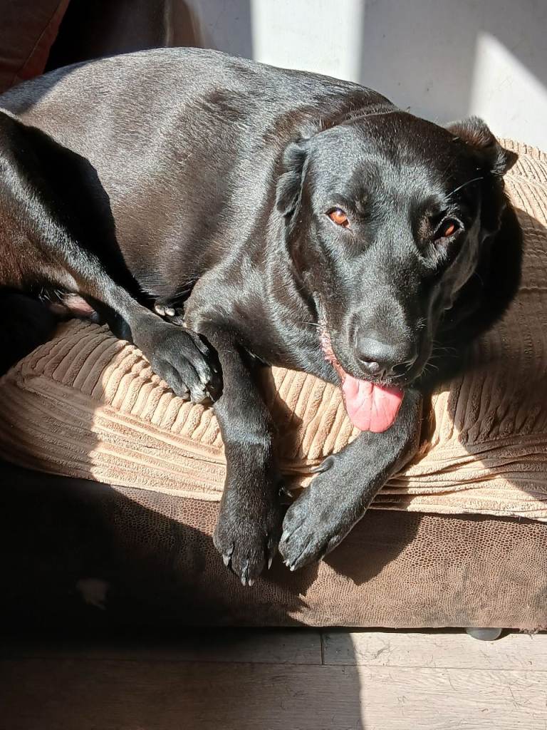 Cane corso cross puppies
