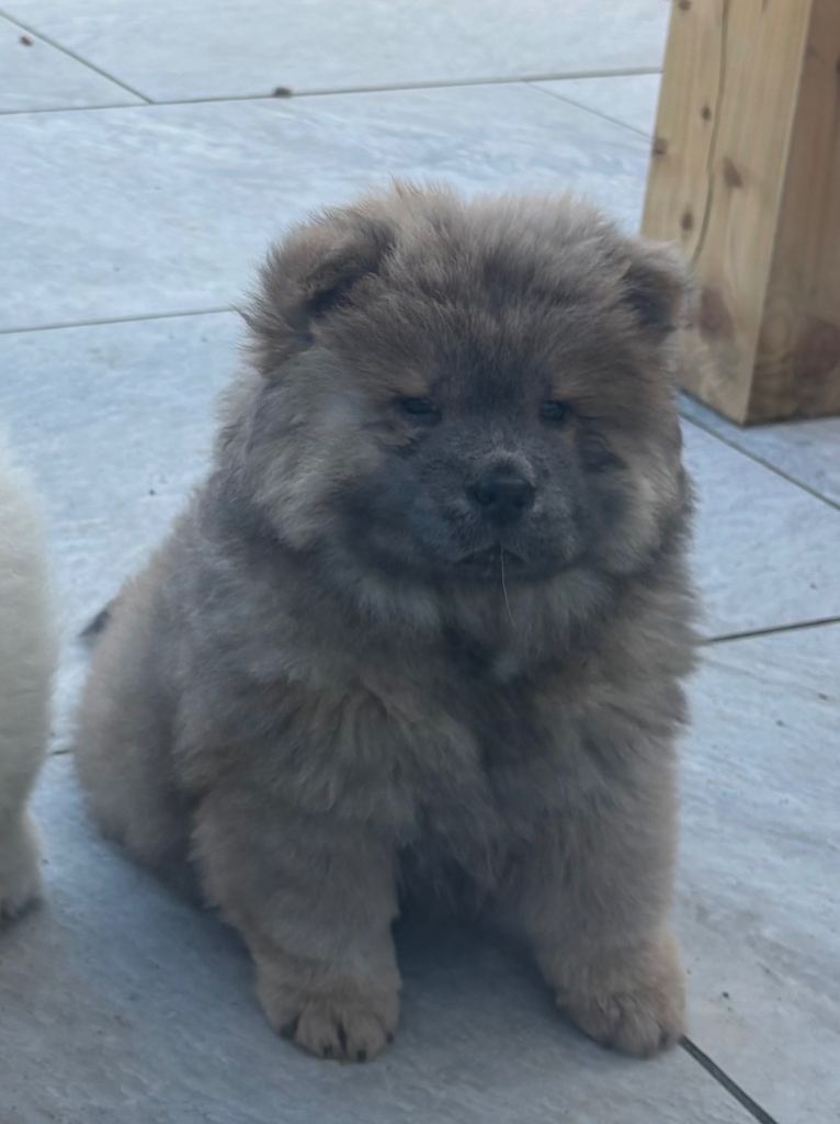 Chow chow