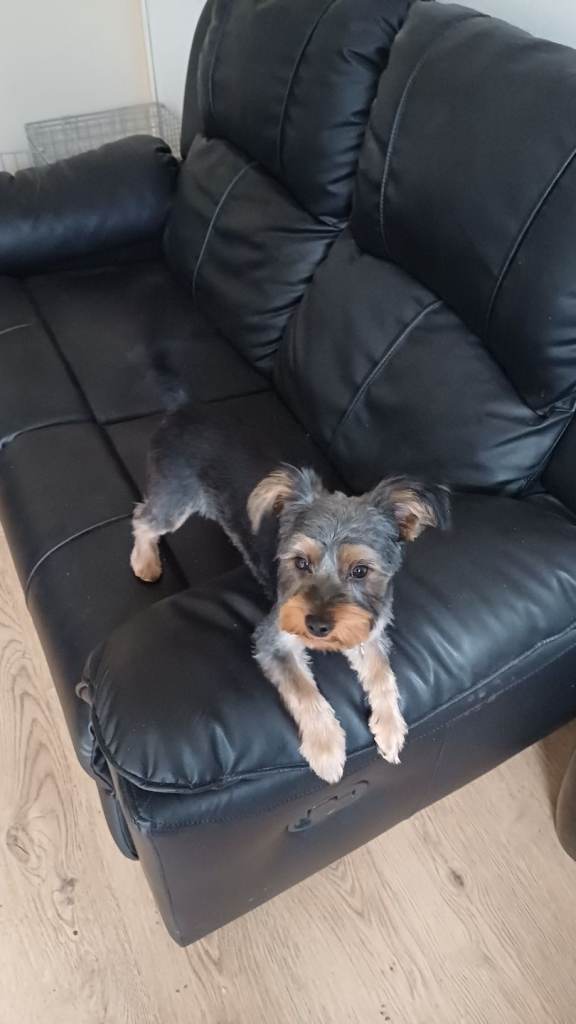 Yorkshire terrier for sale 