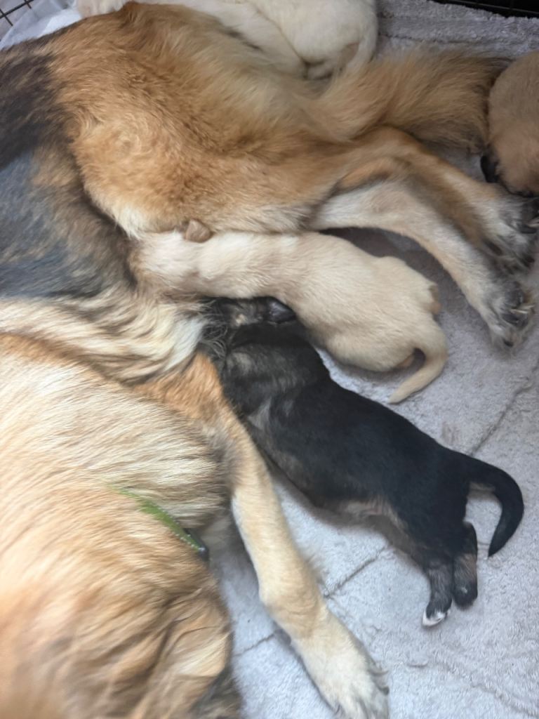 german shepherd puppies