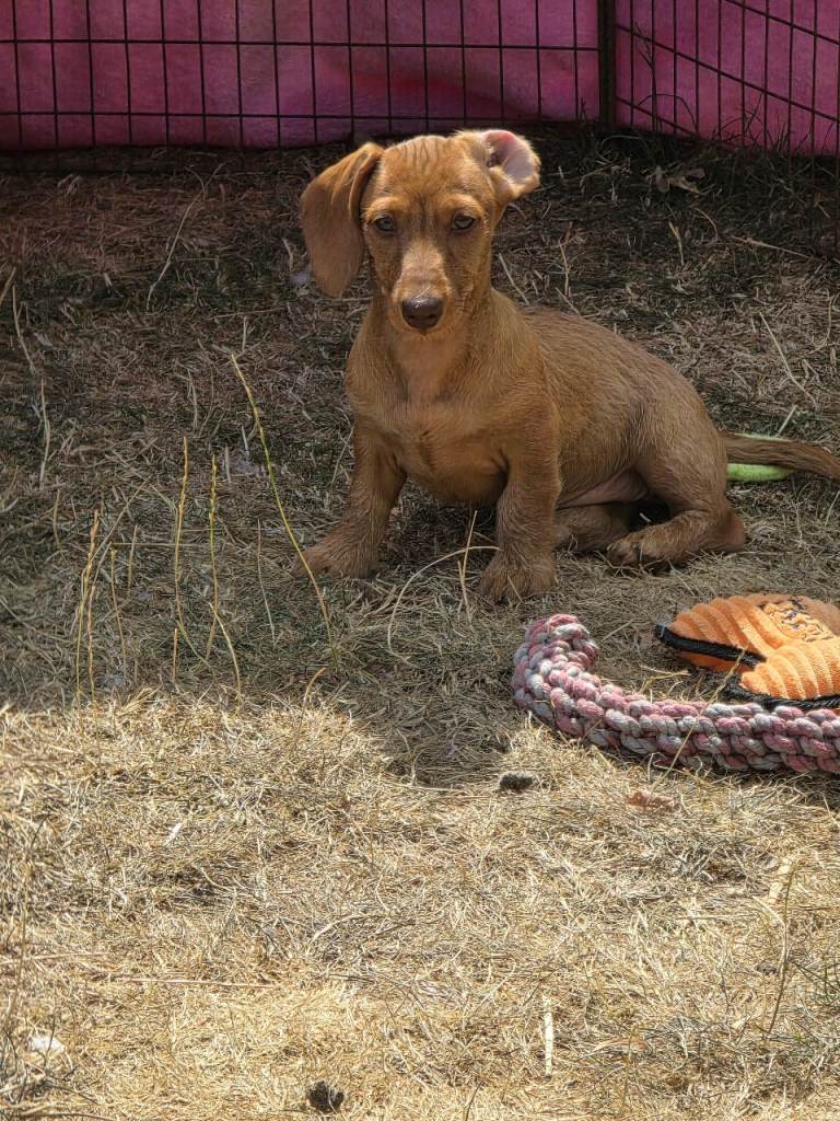 Fabulous miniature dachshund puppies