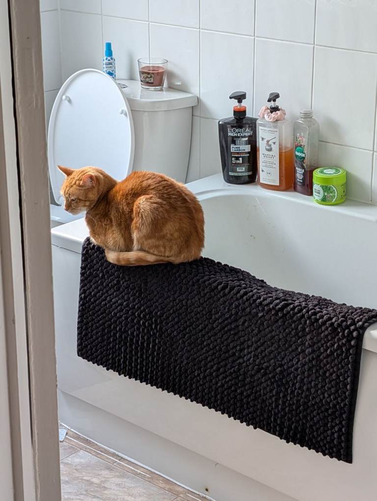 2x Tabby Cats
