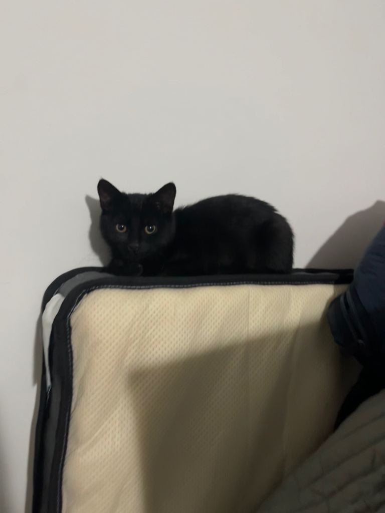 3 MONTH OLD KITTEN