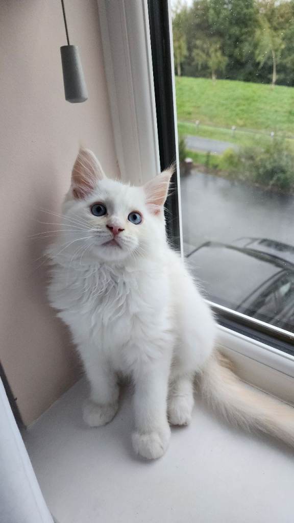 RAGCOON 🥰🥰 REDUCED PRICE 