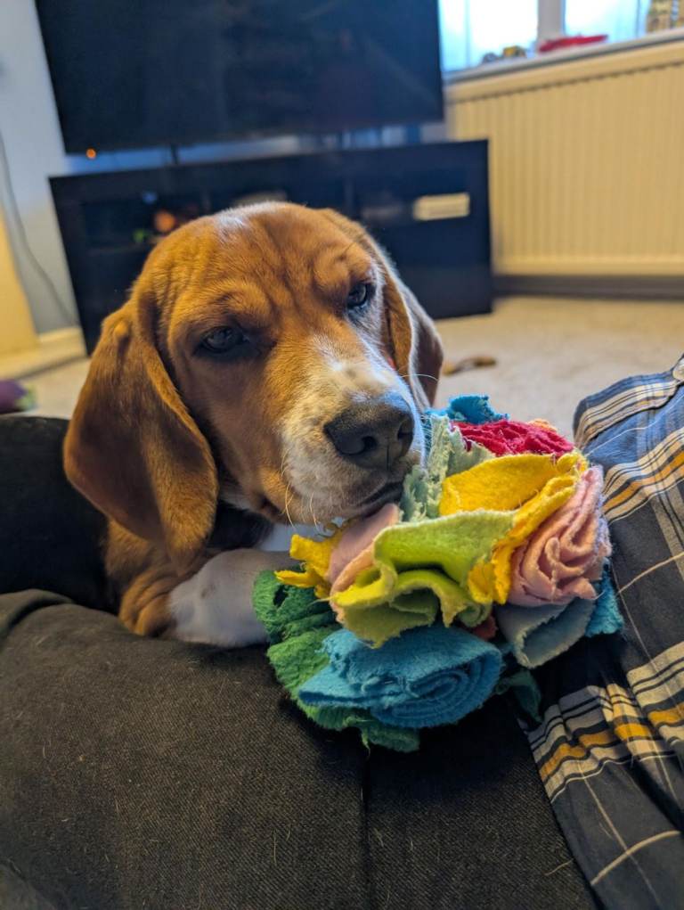 7 month male beagle 