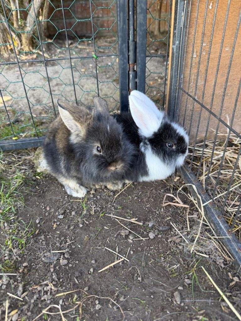 Baby Bunny for sale / rabbit 