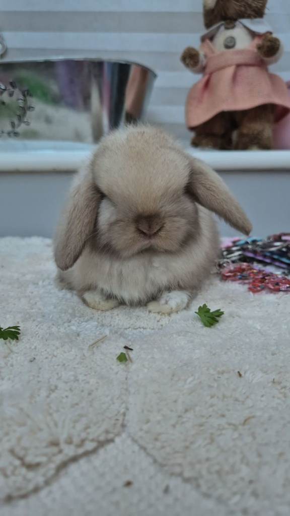 Mini lops ready now 