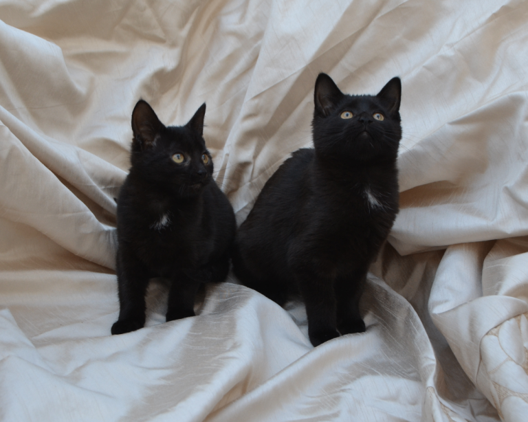 Gorgeous Bombay/Maine-Coon/Ragdoll Mix Kittens