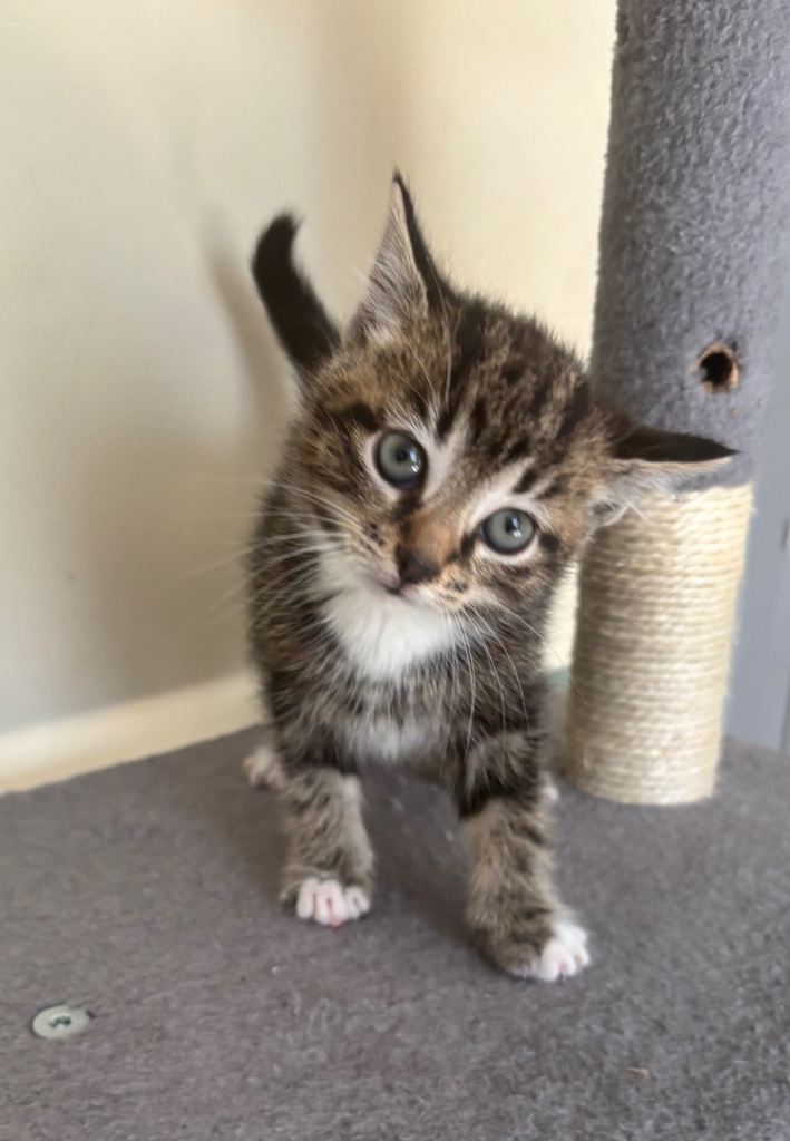 Fluffy kittens 8 weeks old.