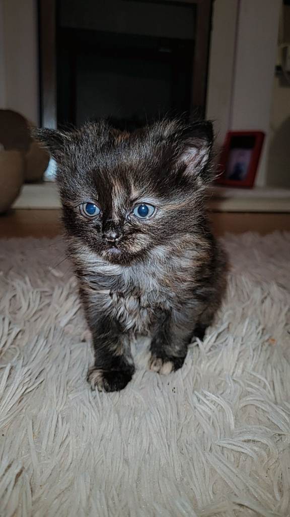 Beautiful mixed kittens