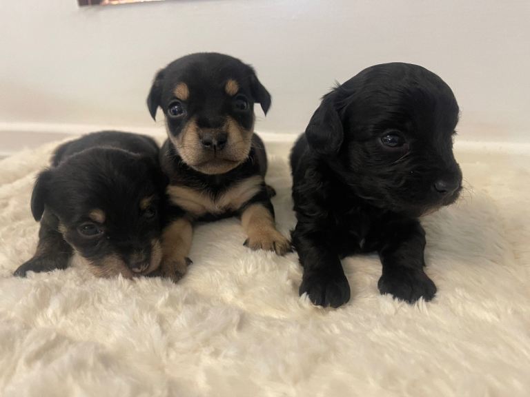 Quality Jack Russell puppies for sale 