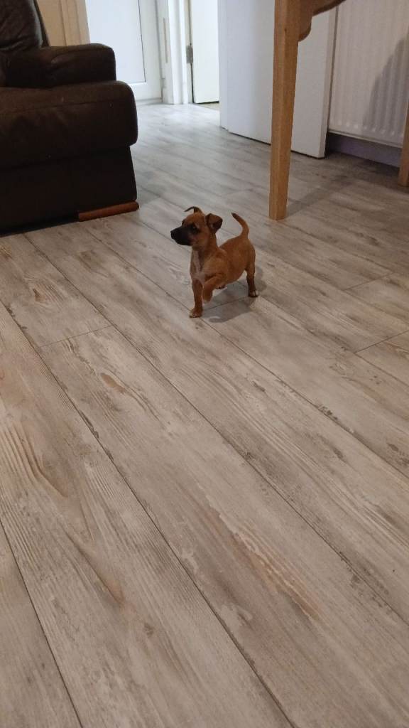 Miniature Jack Russell puppie