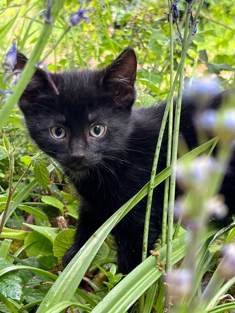 Kittens for sale