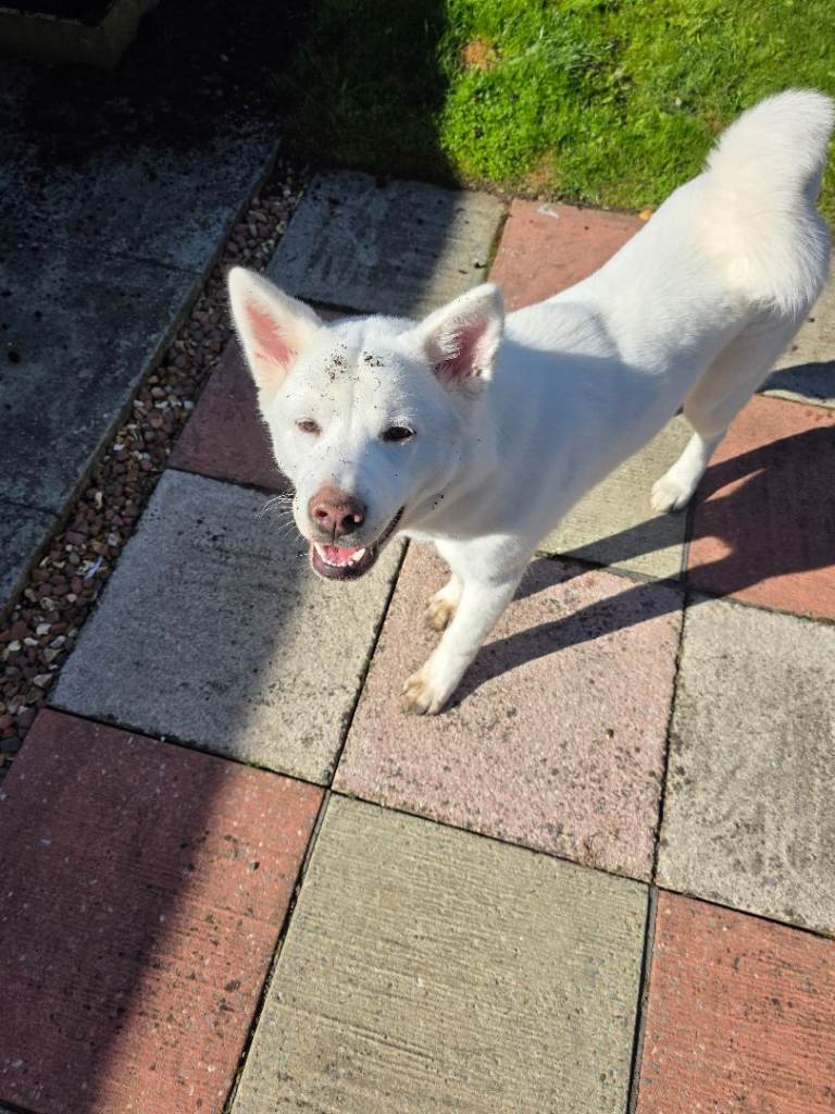 Pedigree Japanese Akita