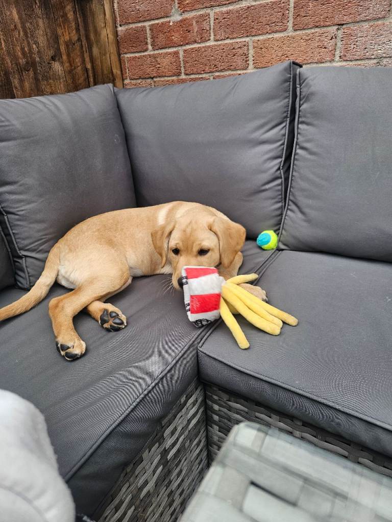 Golden labrador pup