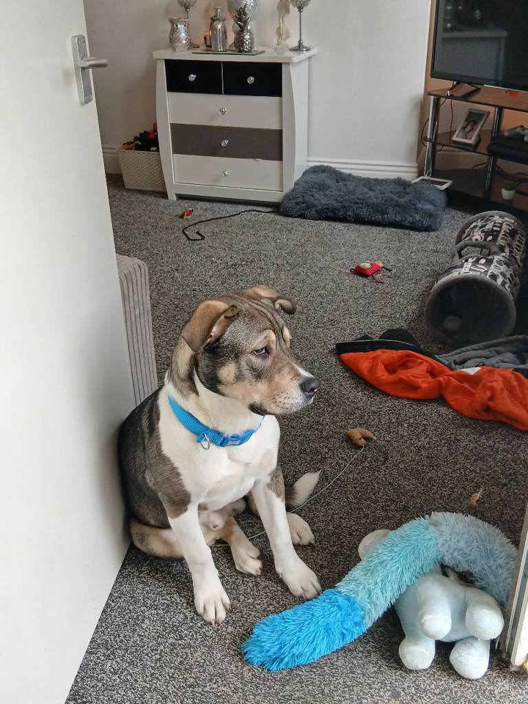 Akita X american bulldog pup / dog 