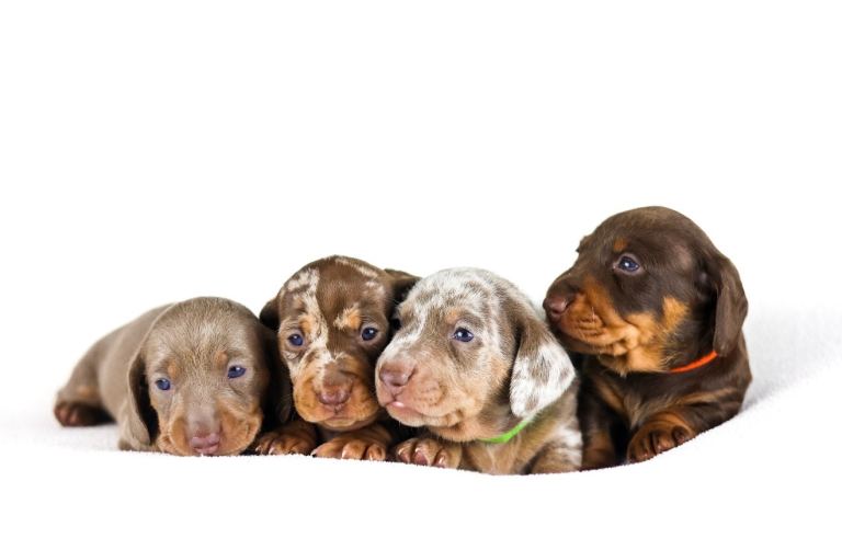 Kc registered miniature dachshunds 