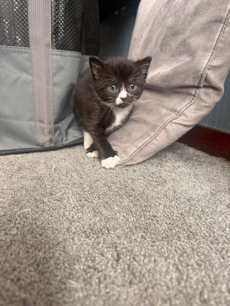 Kittens for sale