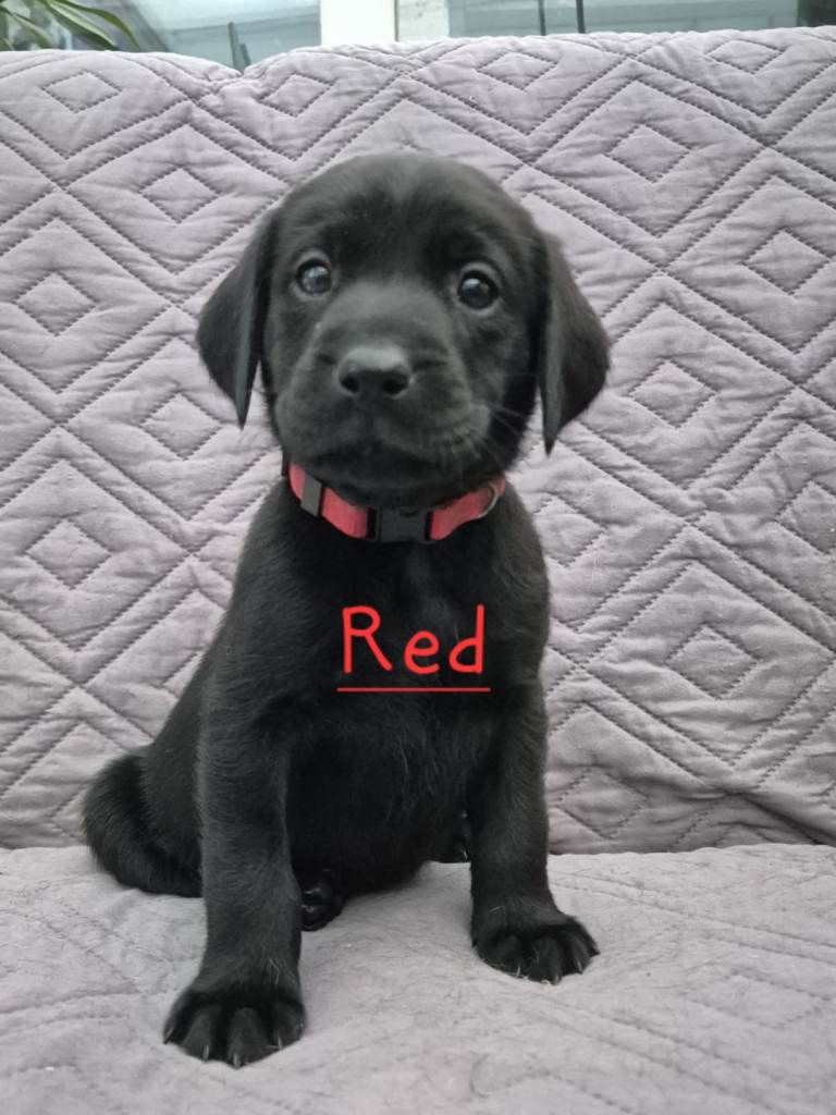 Gorgeous KC registered Labrador puppies 