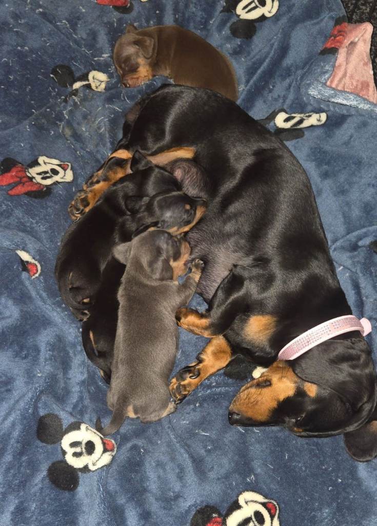 Miniature dashhound 4 available. 3 male / 1 female