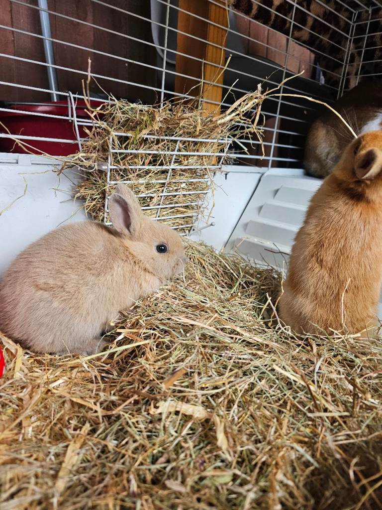 Adorable Baby Bunnies Looking for a Loving Home