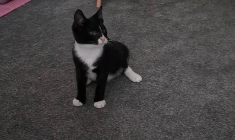 Cute tuxedo kitten