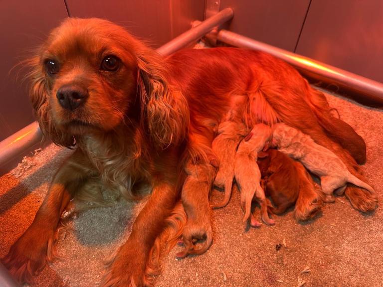 ❗️READY TO LEAVE ❗️Cavalier King Charles 