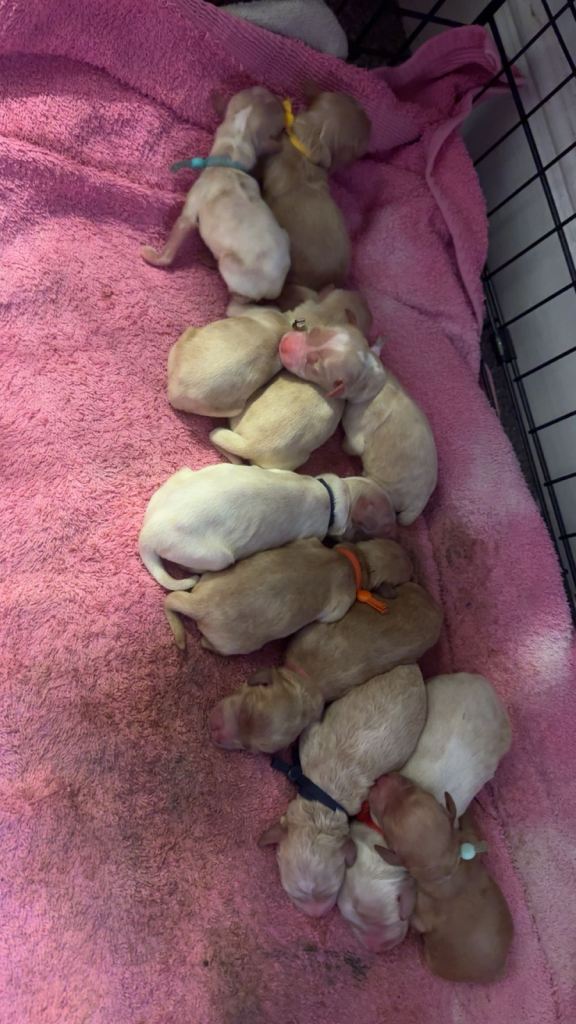 Cockapoo puppies for sale 