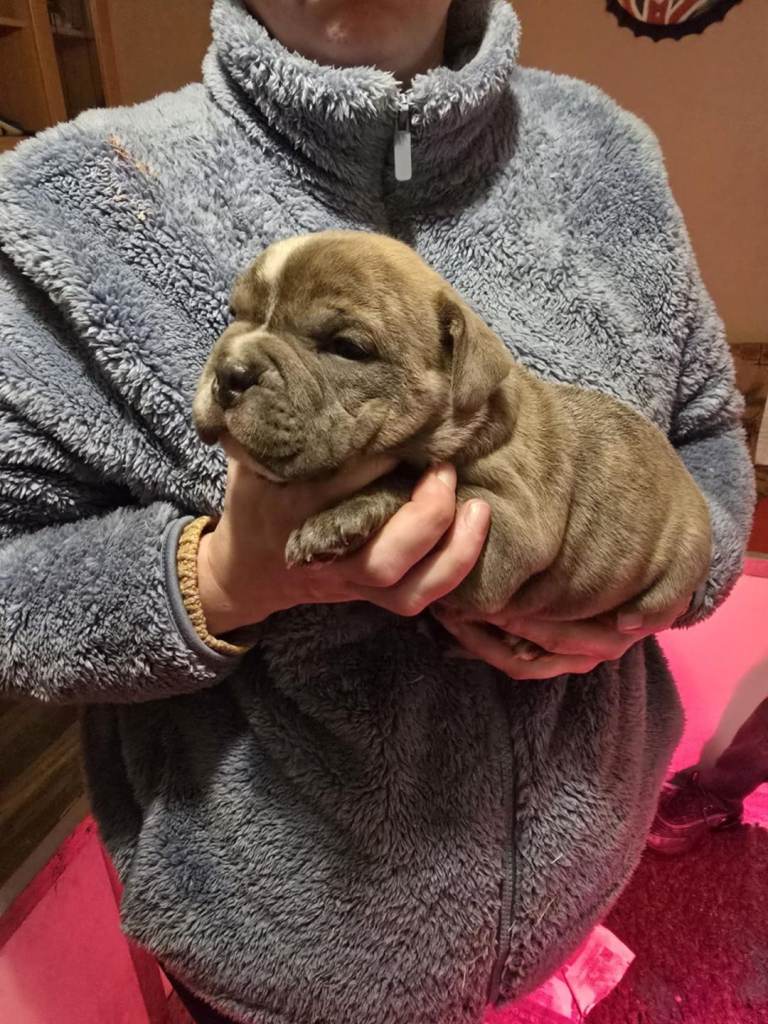 bulldog cross staff pups 