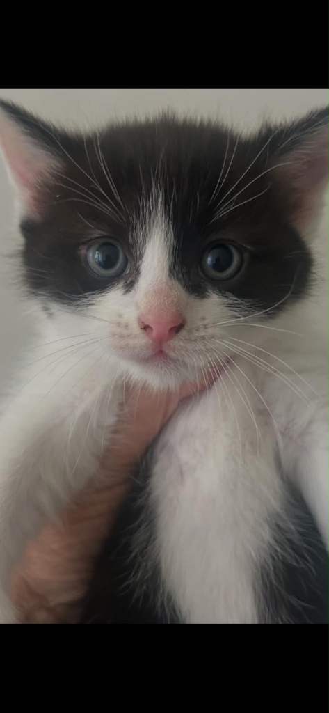 Calico X Ragdoll kitten one boy left