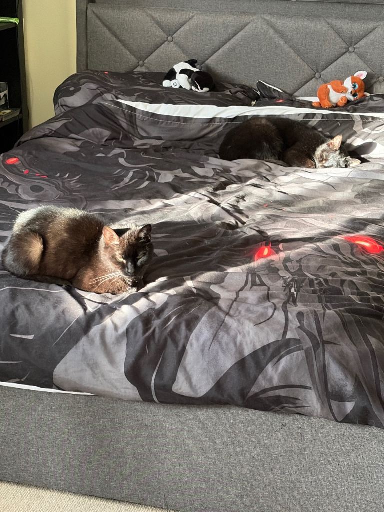 Cats for re-home 