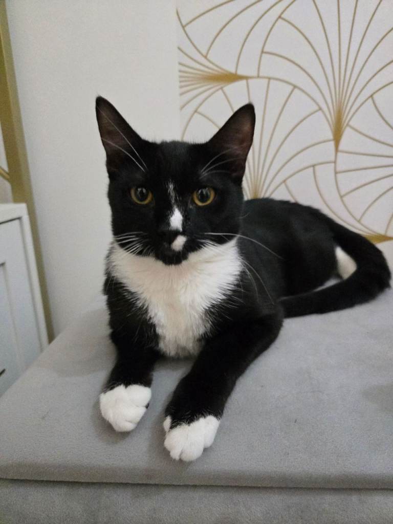 Oreo - Junior Cat