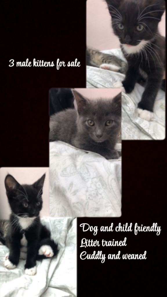 3 male kittens for sale !