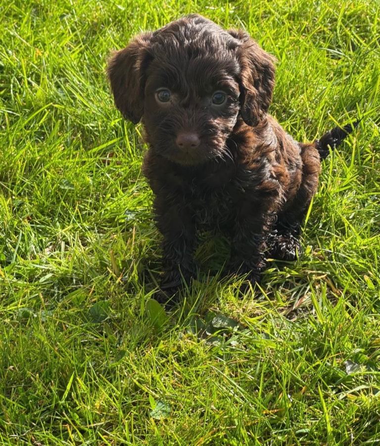Cockerpoo puppies 