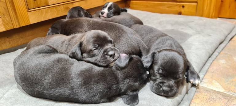 Staffy x Springer Spanial pups for sale
