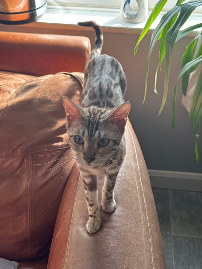 Pedigree Snow Mink  Bengal Male -1 year old