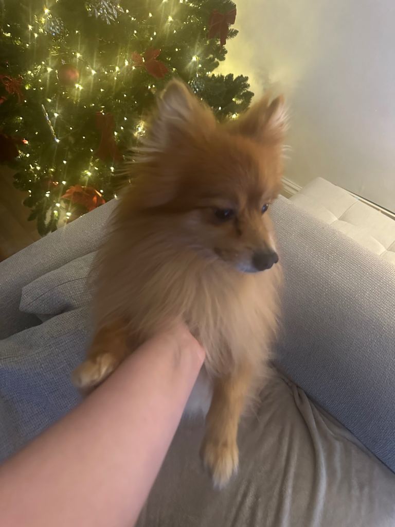 4 year old male Pomeranian