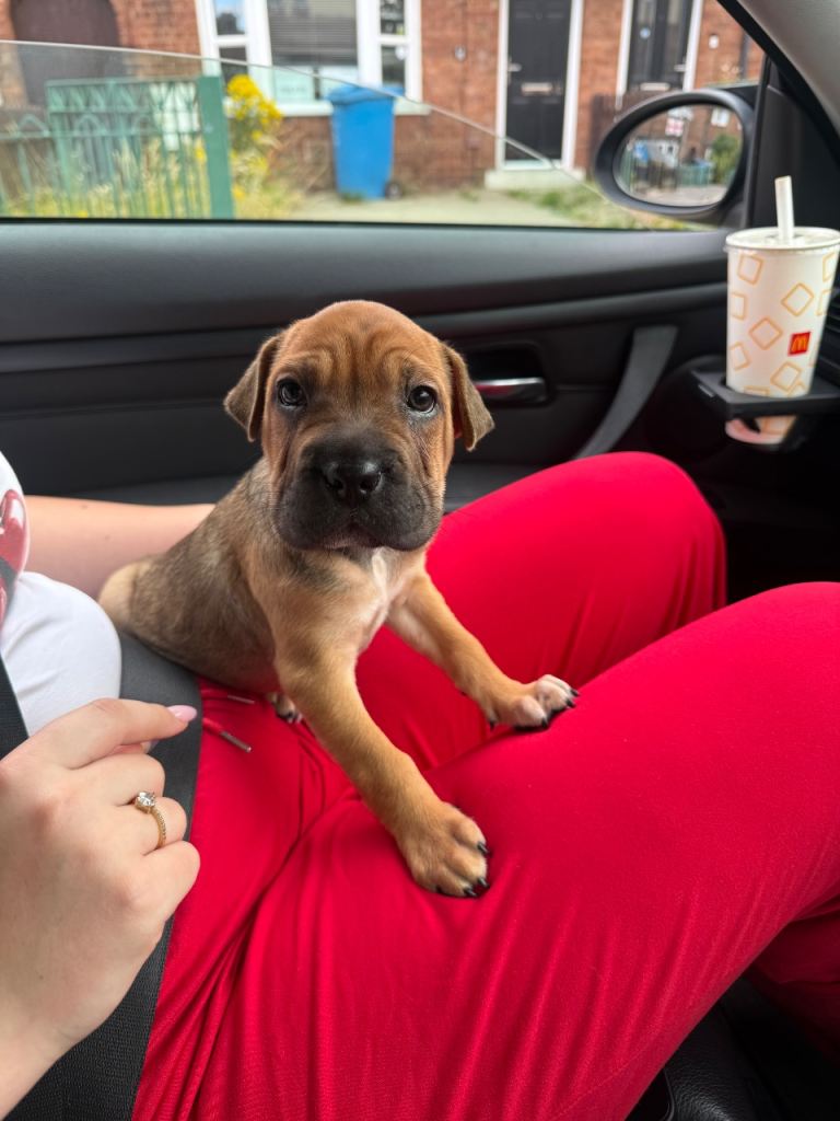 Shar pei mixed 