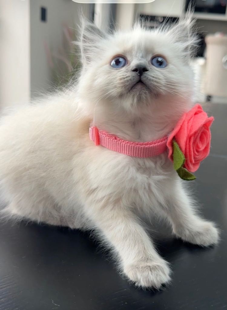 Ragdoll kittens full pedigree 