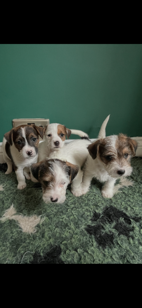 Miniature wire haired Jack Russell puppies 