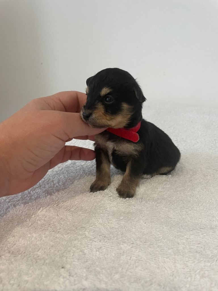 Miniature pinscher X bischon frise puppy’s 