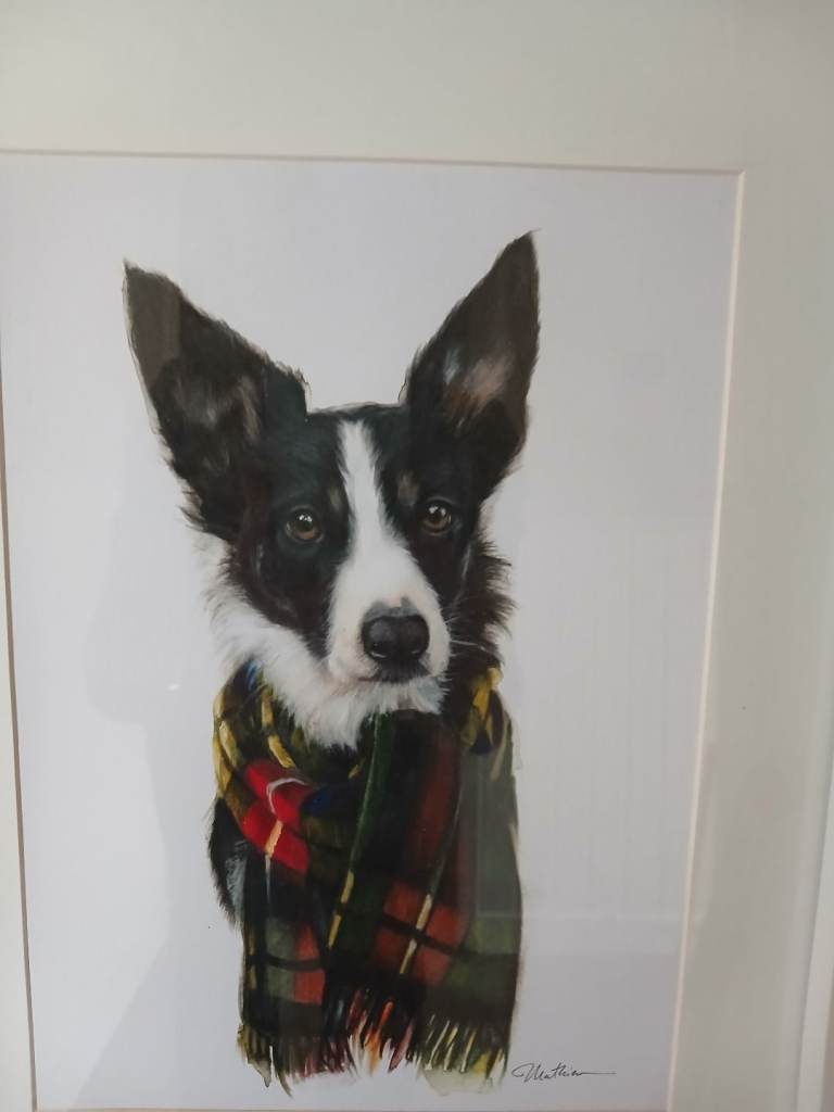 Collie framed print