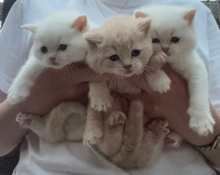 GGCF British shorthair make kittens 