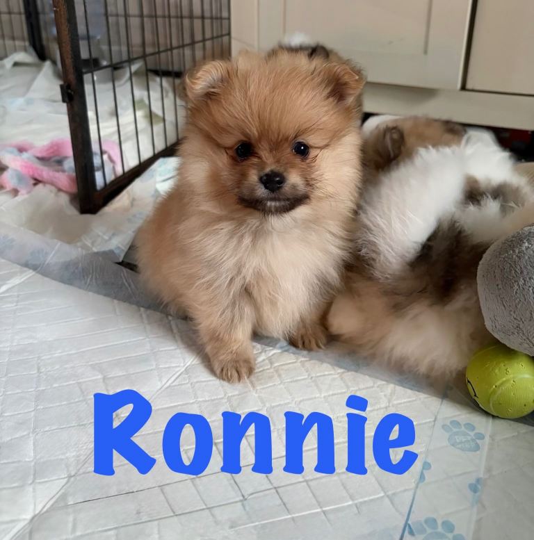 Pomeranian Puppies Ready To Reserve Now