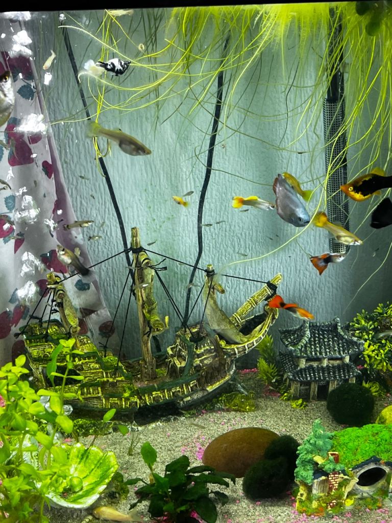 Guppy fish all ages 20 fish £10 